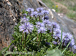 Photo: Mehrere herzblättrige Kugelblumen