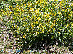 Photo: Gemeine Winterkresse