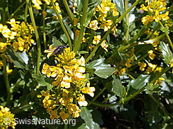 Photo: Gemeine Winterkresse, Blüte und Blätter