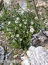 Photo: Bach-Gänsekresse