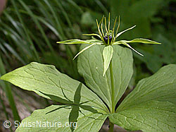 Photo: Paris quadrifolia