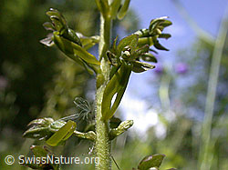 Foto: Grosses Zweiblatt, Blüte