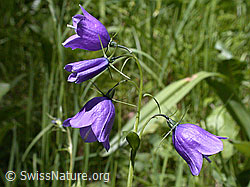 Photo: Rundblättrige Glockenblume