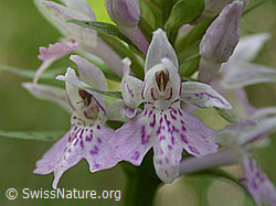 Photo: Blüte des gefleckten Knabenkrauts