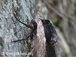 Photo: Ligusterschwärmer