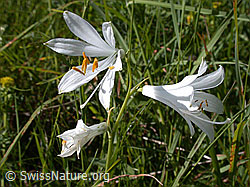 Foto: Weisse Trichterlilie, Paradieslilie