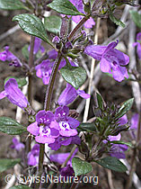 Foto: Alpen-Steinquendel
