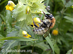 ESCN1419: Feldhummel an Blüte
