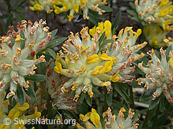 Foto: Echter Wundklee, Blüte