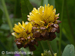 Foto: Braun-Klee, Blüte