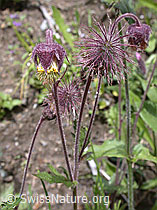Photo: Bach-Nelkenwurz (Geum rivale)