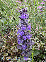 Photo: Kriechender Günsel