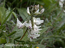 Photo: Alpen-Tragant