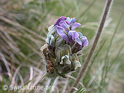 Photo: Samtiger Spitzkiel, Blüte