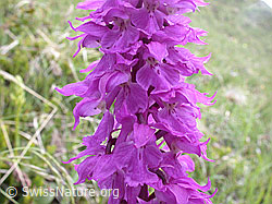 Foto: Männliches Knabenkraut, Blüte