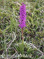 Foto: Männliches Knabenkraut