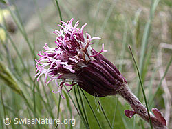 Photo: Alpenlattich (Homogyne alpina)