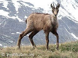 Photo: Gämse