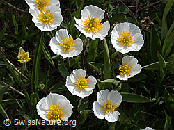 Foto: Pyrenäen-Hahnenfuss