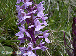 ESCN1548: Langspornige Handwurz, Blüten