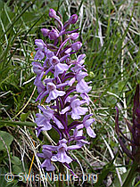 ESCN1549: Langspornige Handwurz, Blütenstand