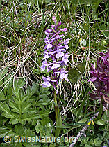 ESCN1550: Langspornige Handwurz