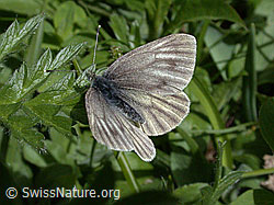 Photo: Weibchen des Bergweisslings