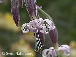 Foto: Nickendes Leimkraut, Blüte