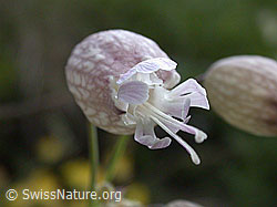 Photo: Gemeines Leimkraut, Blüte