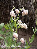 Photo: Gemeines Leimkraut