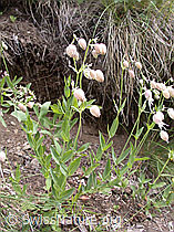 Photo: Gemeines Leimkraut