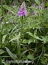 Photo: Geflecktes Knabenkraut