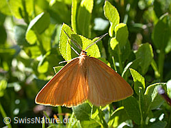 ESCN1784: Unbekannter oranger Schmetterling