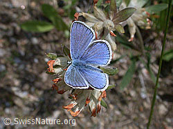 Foto: Himmelblauer Bläuling, Männchen