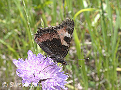 Photo: Kleiner Fuchs auf Blüte
