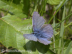 ESCN1859: Gemeiner Bläuling, Männchen