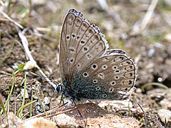 ESCN1860: Gemeiner Bläuling, Männchen