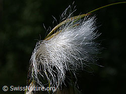 ESCN2105: Schmallblättriges Wollgras