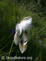 ESCN2106: Schmallblättriges Wollgras