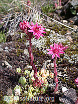 Foto: Spinnweb-Hauswurz