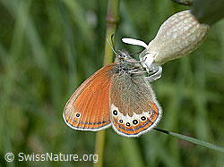 ESCN2148: Perlgrasfalter