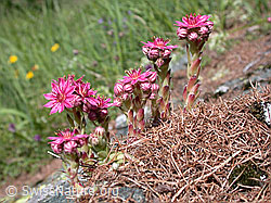 Foto: Spinnweb-Hauswurz