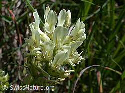 Foto: Alpen-Spitzkiel, Blüte