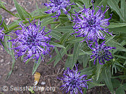 Photo: Phyteuma orbiculare