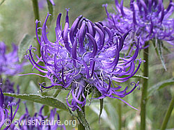 Photo: Phyteuma orbiculare