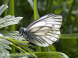 Photo: Rapsweissling im Gegenlicht