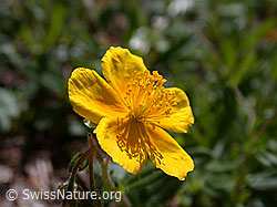Photo: Alpen-Sonnenröschen, Blüte