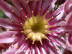 Photo: Echte Hauswurz, Nahaufnahme der Blüte