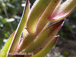 Photo: Echte Hauswurz, Blätter