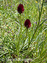 Foto: Schwarzes Männertreu